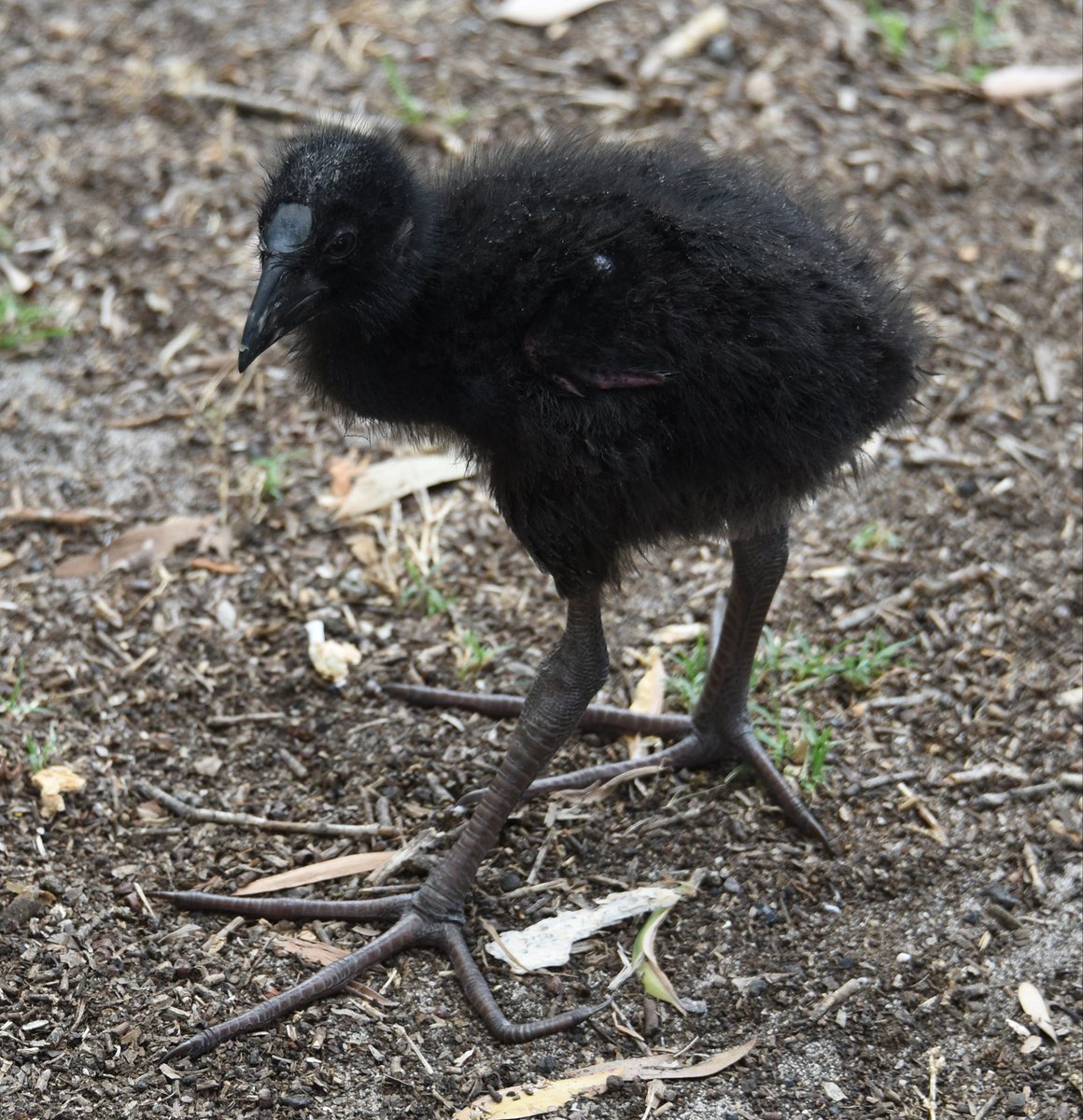 thinking about baby swamphens