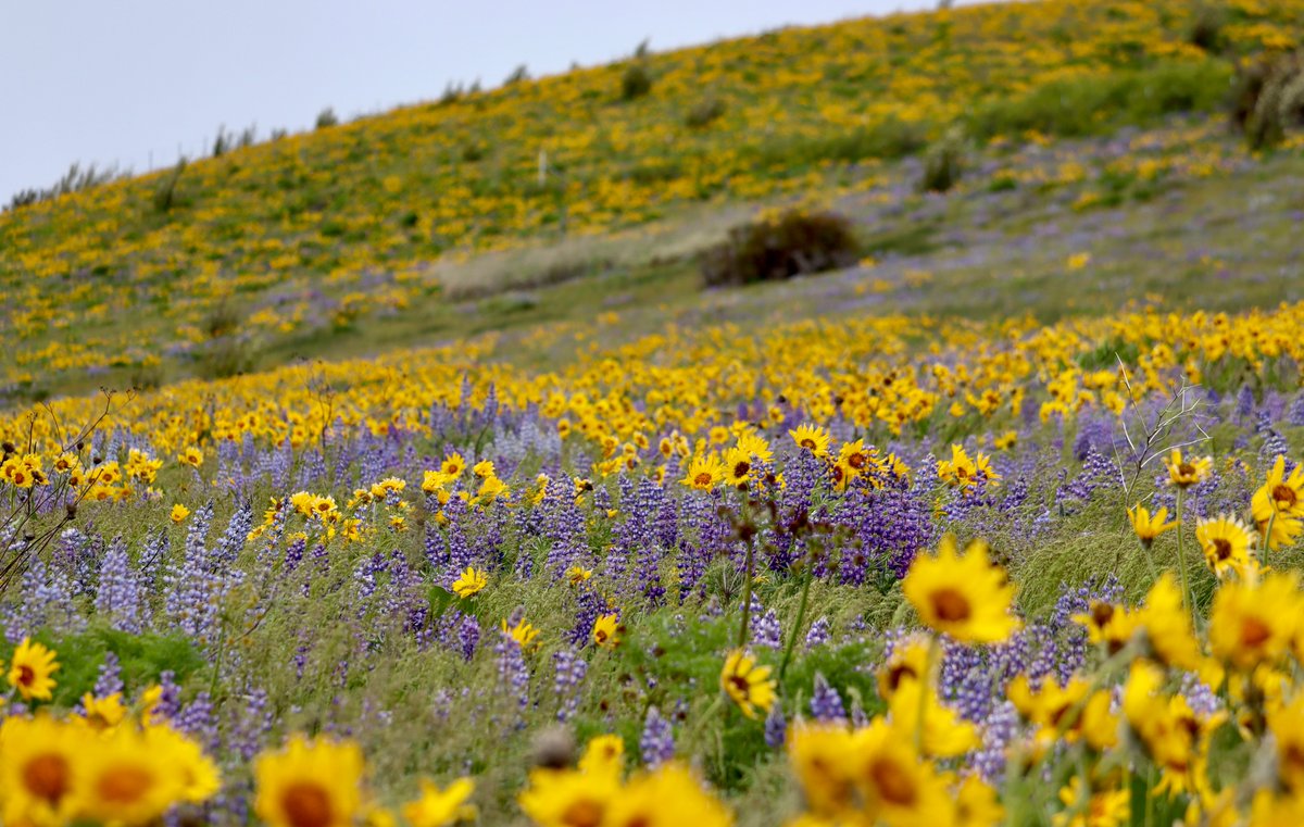 Beautiful wildflowers on the hills west of Thorp, WA, along SR-10. Such a neat sight! #wawx #PNW #photography #Washington