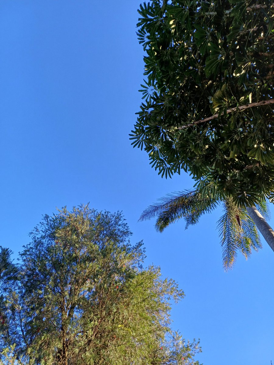 @MichConstant Morning Mich, bit nippy but blue sky mining morning in Durbs. Stunning sky, gentle breeze, looking forward to brewed coffee, toast with a lashing of butter and fig preserve, and the super variety of the show. Here comes the sun 🌞