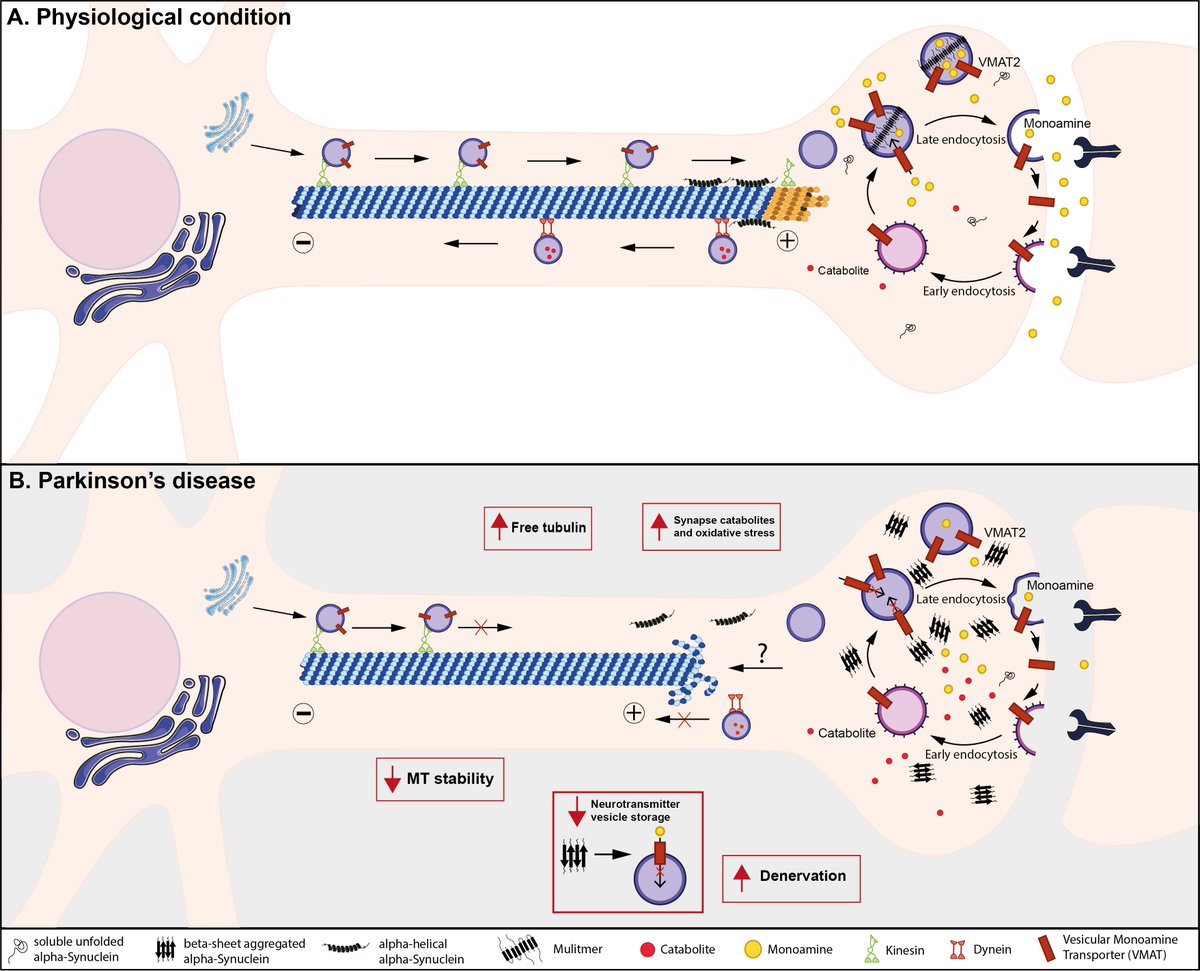 📢I am really pleased to share our #Review paper from #FBL Volume 28 Issue 2
@Landmark_IMR

You can access the manuscript (open access) here: 
imrpress.com/journal/FBL/28…
🤵 Author: Dr. Milo Jarno Basellini et al.

#CellBiology #Metabolism #Bioscience