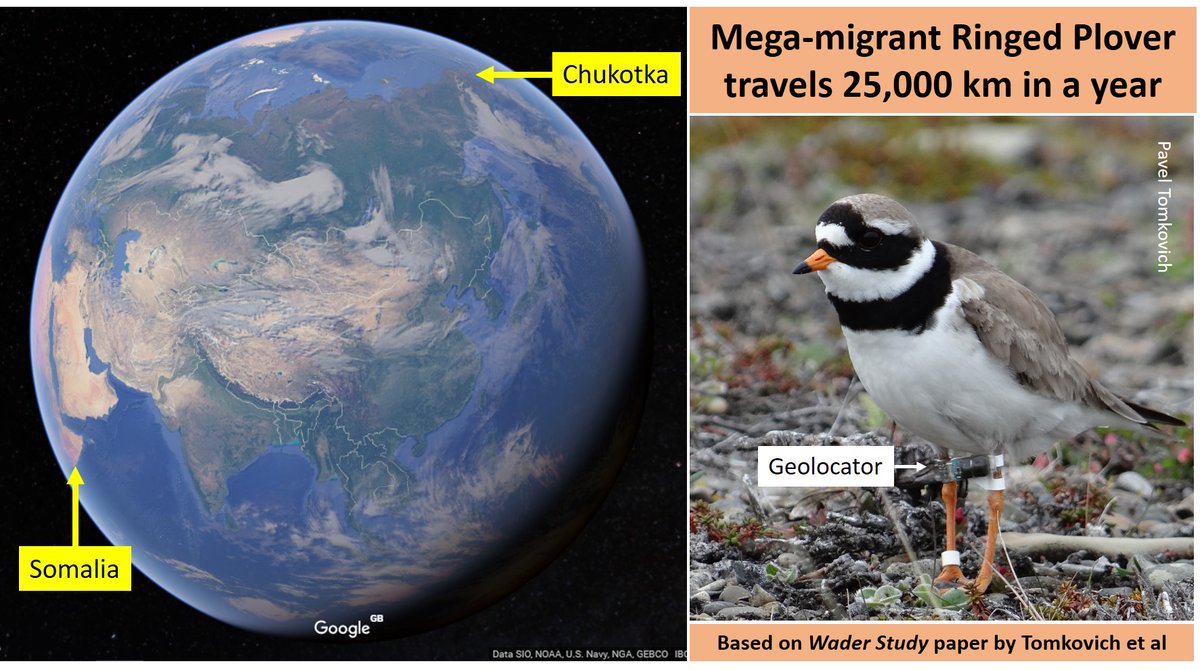 A British Ringed Plover may 'migrate' less than a mile each year but some of its cousins leave NE Africa in April and might not arrive on Russian breeding sites until June: wadertales.wordpress.com/2018/01/25/wel… Research by Pavel Tomkovich et al in @WaderStudy #waders #shorebirds #ornithology