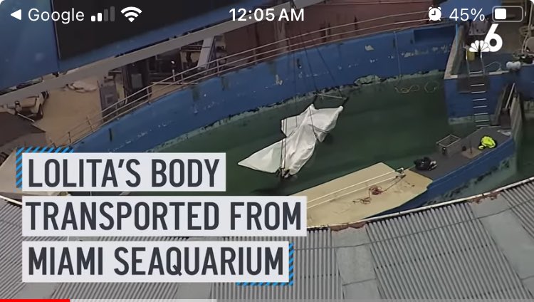 @eduardoalbor @TheDolphinCo_ #EduardoAlbor #TheDolphinCo mi 1er visita #MiamiSeaquarium tuve 7 anos en 1.960’s - trabajaban junto con #UM Biologia - pero CAMBIO, tu y todos tus parques son una #CarcelDeMuerte te mereces 90 Dias en #Carcel pequena para Que sepas el sufrimiento que has causado. #PinchePendejo