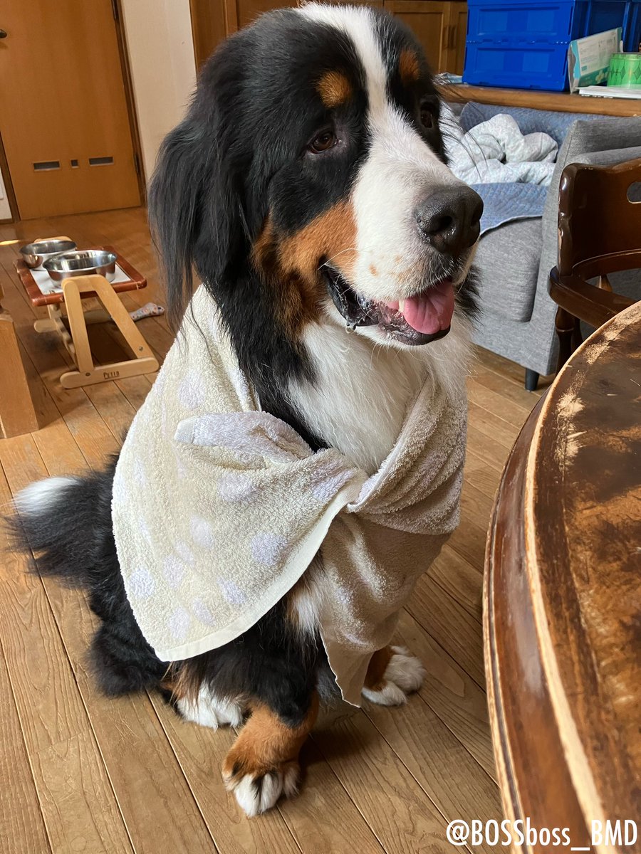 うちのオビ=わん・ケノービの成長みて…🐶

#バーニーズマウンテンドッグ 
#BerneseMountainDog