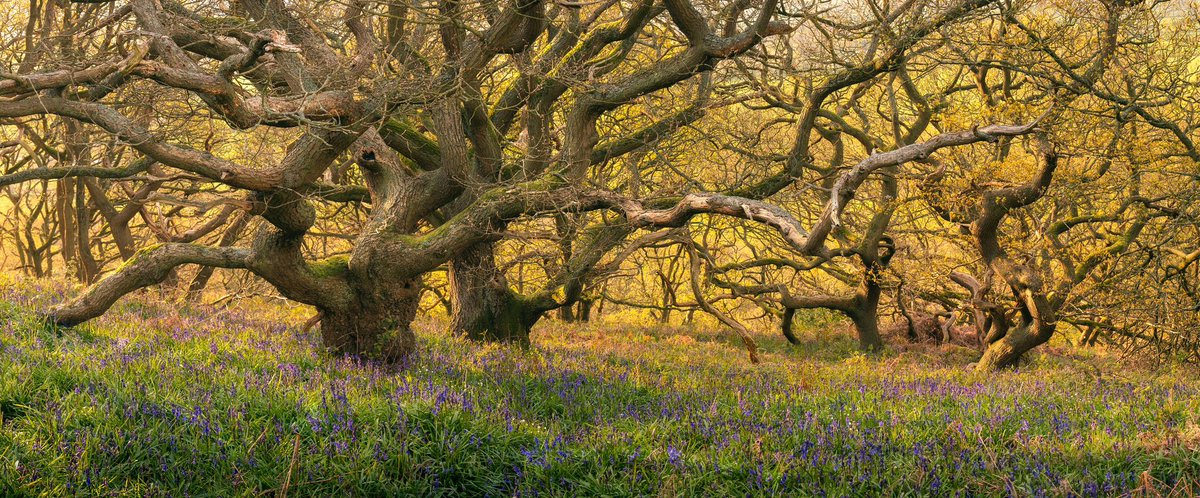 Some beautiful light and spring colours..

#spring #bluebells #woodlandphotography 

@UKNikon @BBCSpringwatch