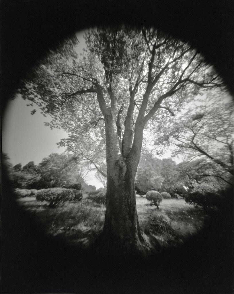 Knot

Homemade 4x5 Pinhole Camera (0.2mm f200) / Fomapan 200 (Kodak D-76)

#filmphotography
#pinholrphotography
#ピンホール写真