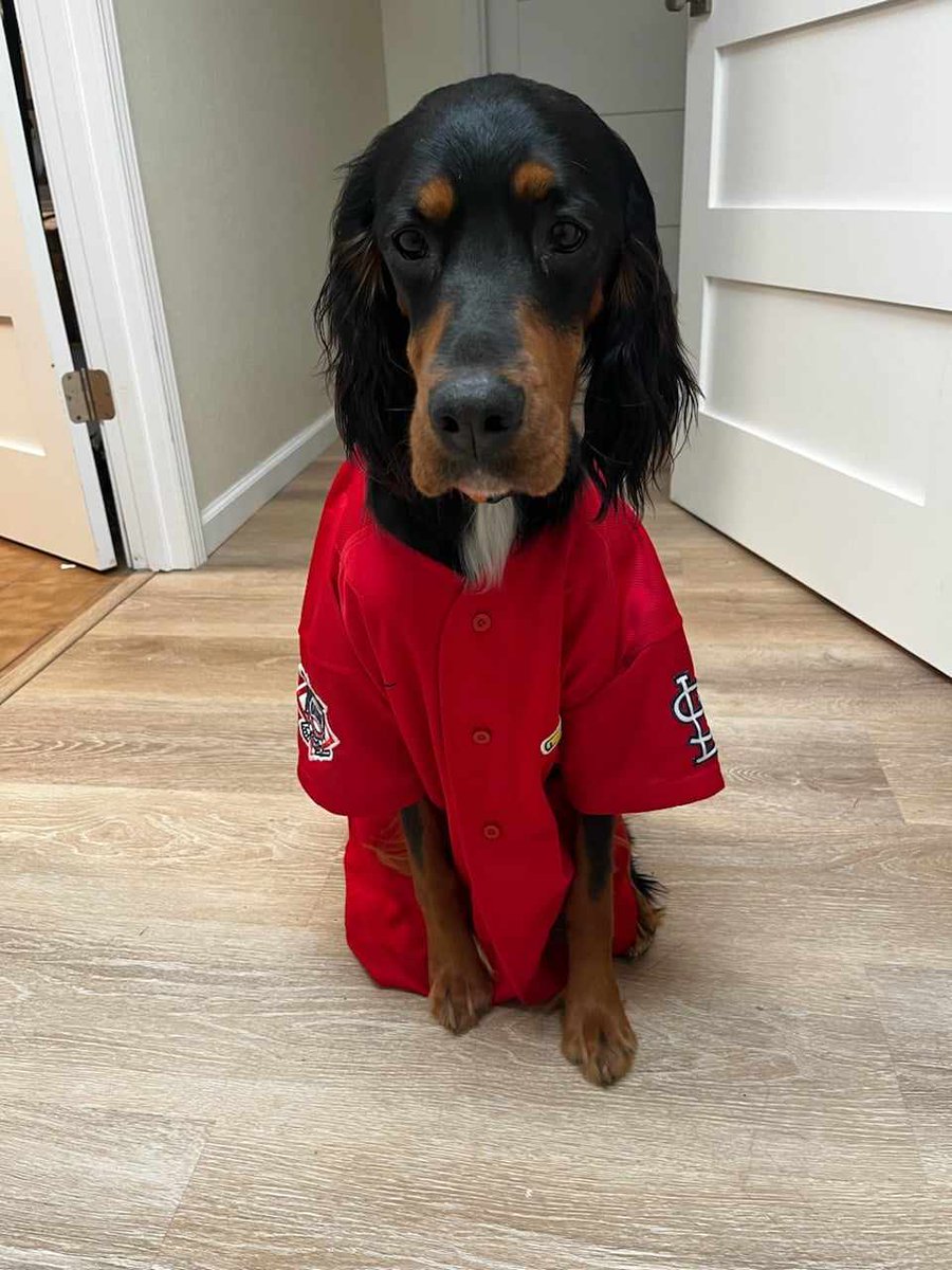 This is my precious grandpuppy Winnie wearing her St. Louis Cardinals game day shirt. She's has created quite a few messes in her first year, but nobody would dream of taking her to a gravel pit like Kristi Noem the #PuppyKiller