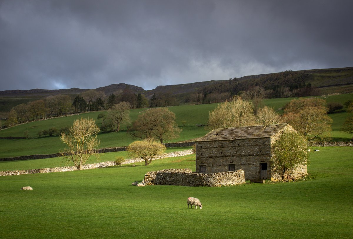 Happy #Sunday! We share some of our favourite views from the #YorkshireDales #NationalPark each morning. Today's photograph was taken recently - close to the hamlet of Newbiggin in Wensleydale 💚

📸 Wendy McDonnell 

#Dales #SundayVibes #Wensleydale #PicOfTheDay #PhotoOfTheDay