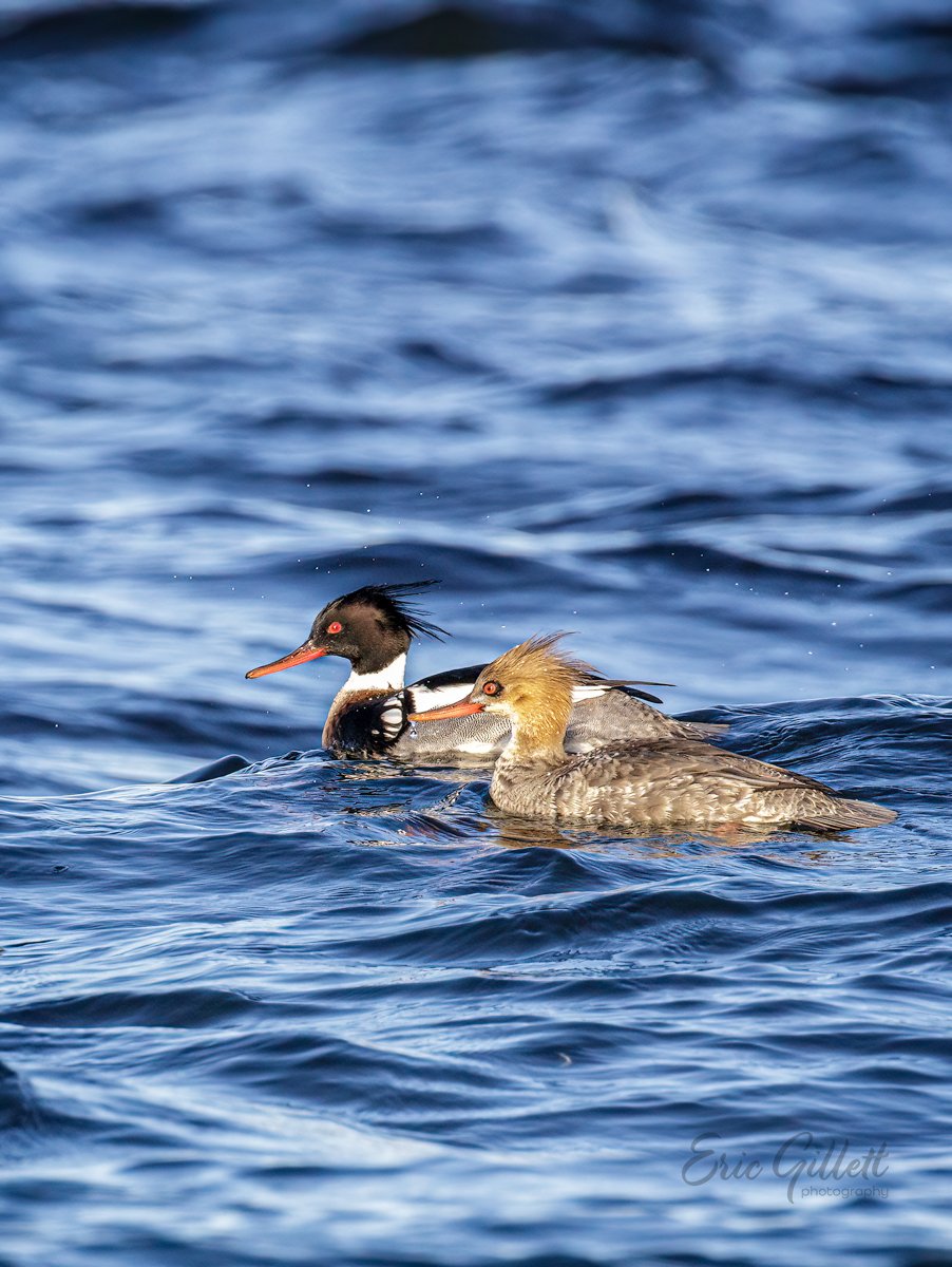Red-breasted Merganser couple riding the waves.

Some of my favorite 'hair styles' of any bird‼️ 😂

#birdphotography 
#birdwatching