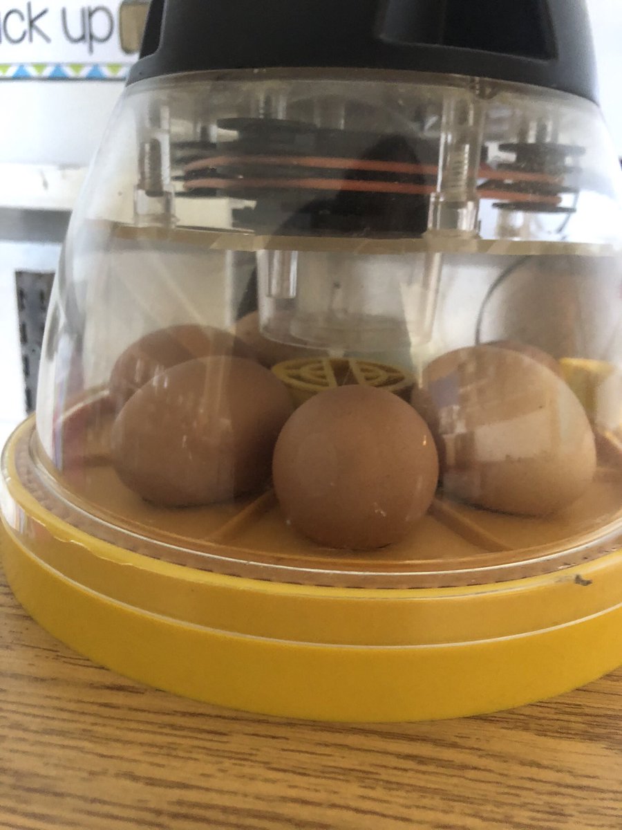 My favourite class activity is hatching eggs, it teaches patience as we learn about life processes and the needs of living things. Bonus: little chicks are SO CUTE! #science #experientiallearning @CCPSCougars @GEDSB