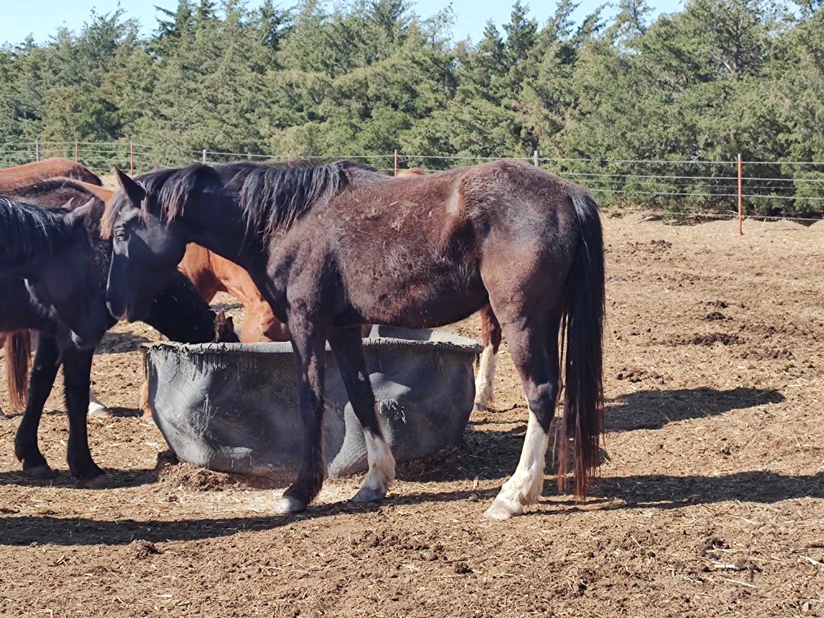 We've have received the funds needed for yesterdays hay delivery & $725 for the upcoming vet bill Thank you 1st of the month board/foster care $1937.50 is due in a few days on the May 1st paypal.com/donate/?hosted…… venmo.com/u/SaveourWildH…… buy.stripe.com/4gw7tI8sYdUJ1X…… Please #RT