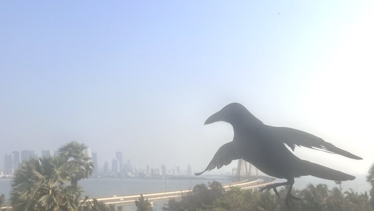 Not to crow, but I'm in Mumbai.
