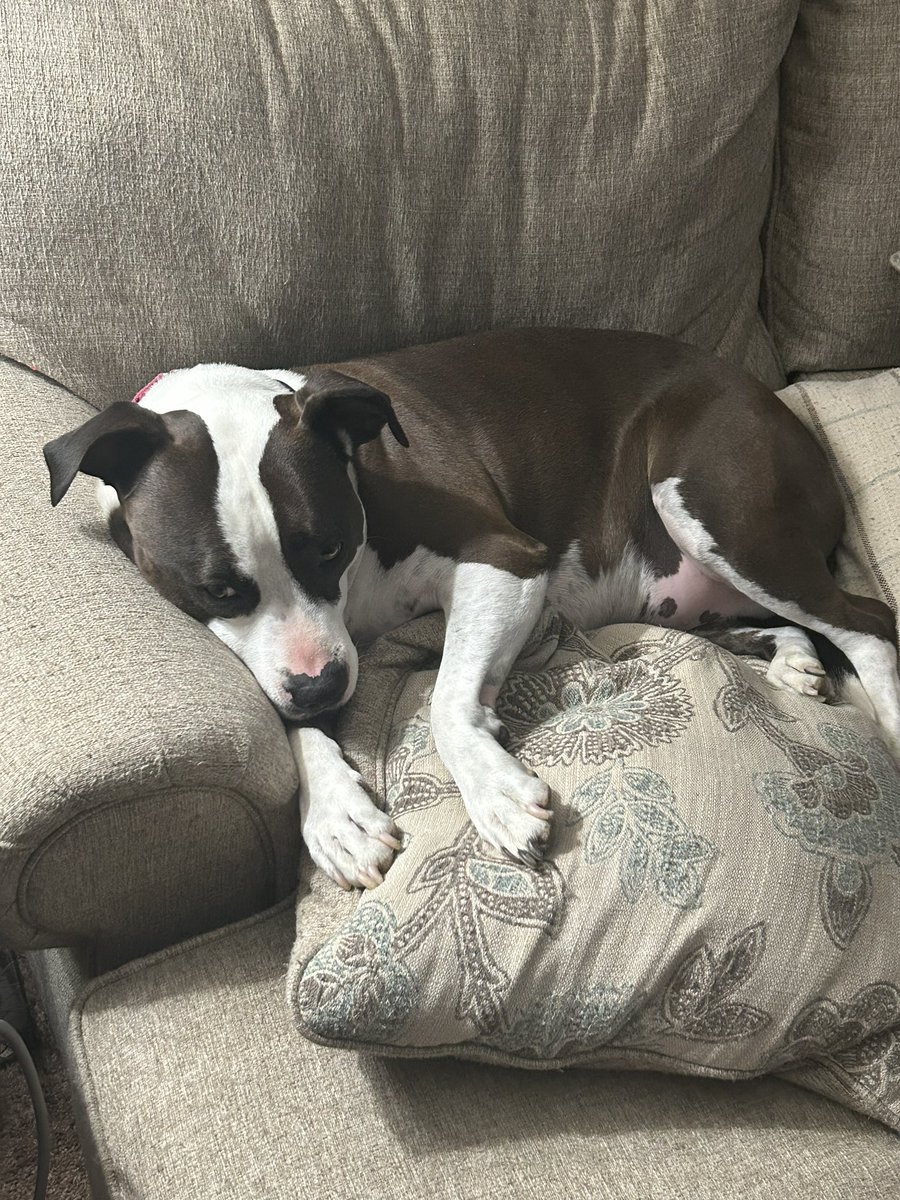 This is our dog, Archie, If ANY human or sub-human like Gov. Noem tries to harm him, there will be HELL to pay I can assure you.