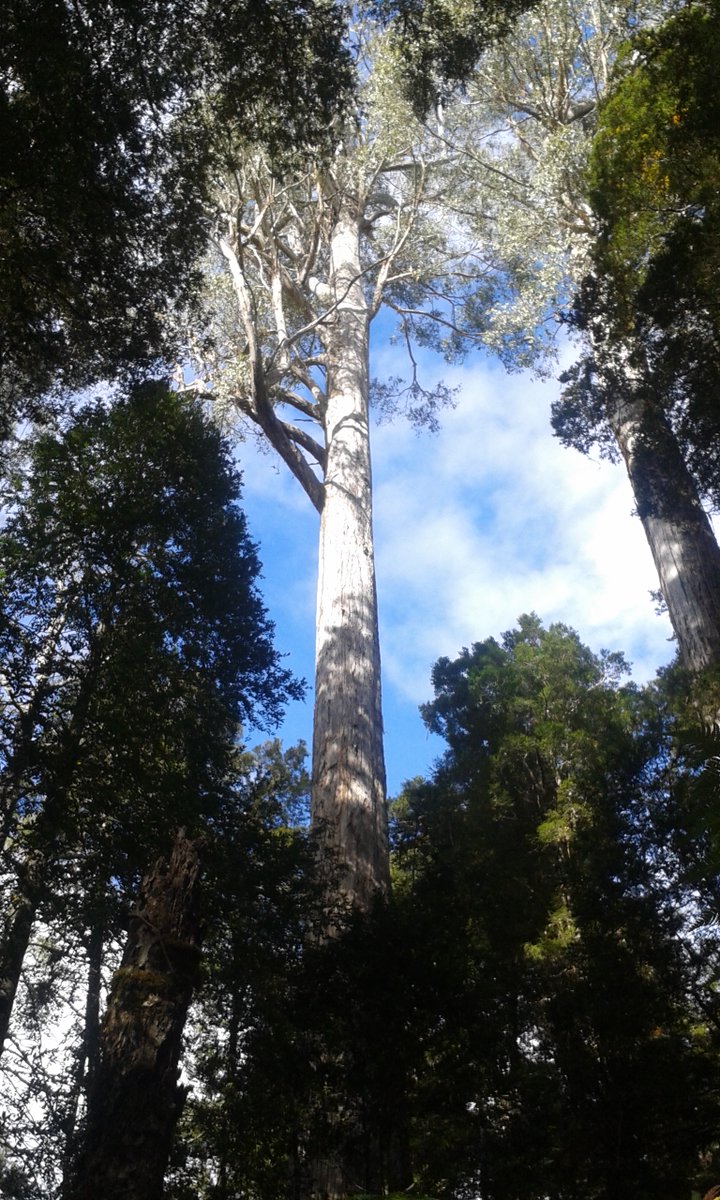 Only the mountains dwarf these trees.
Some of the tallest angiosperms on earth at 85+m 
Upper Florentine, SW Tasmania