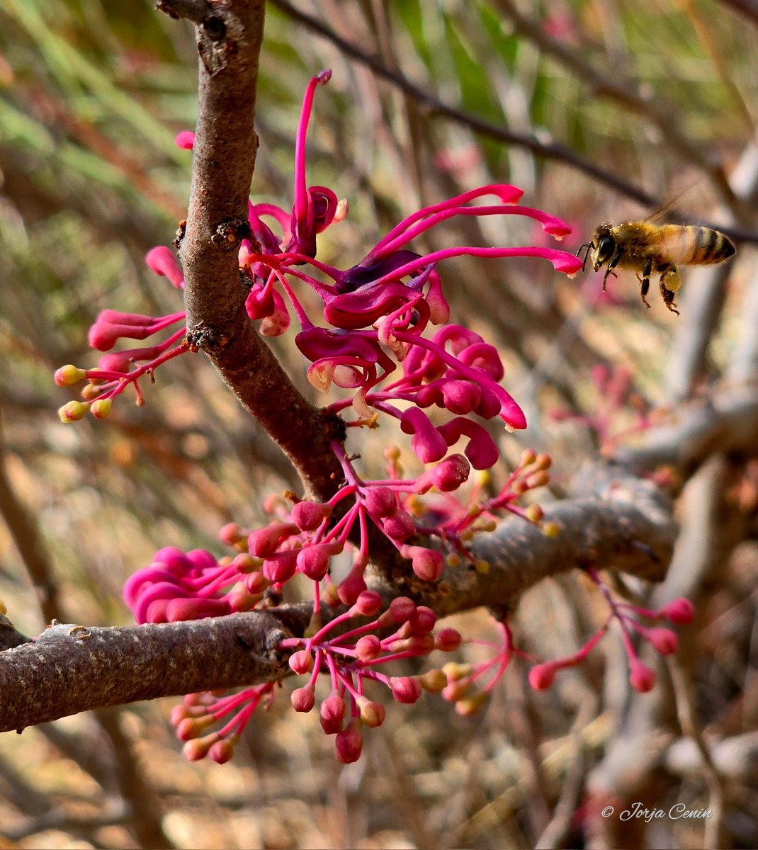 Hakea rhombales 💜🐝🩷 #wildflowerhour #flower #beautiful