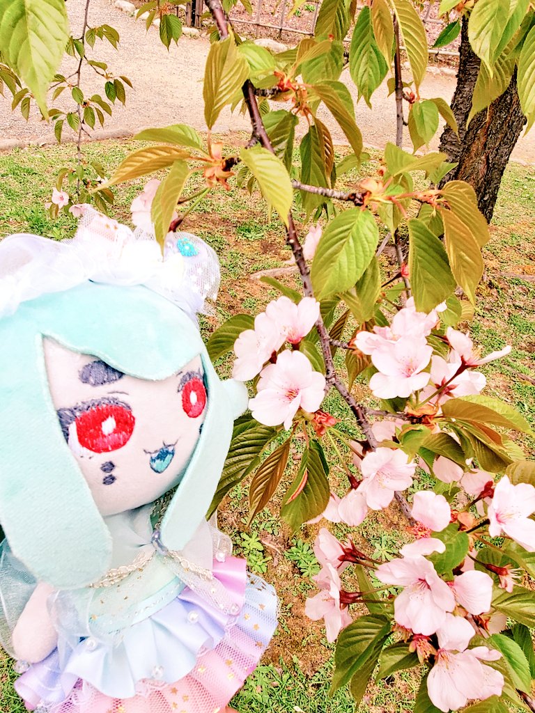 ikaruga218's tweet photo. 葉桜だね〜🌸 https://t.co/5Kh3vuc97R