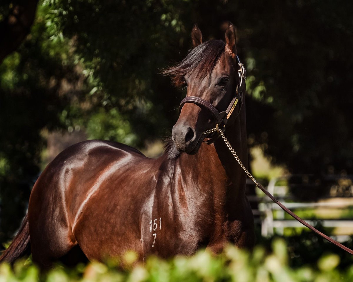 All the best to @NewhavenPark with Savabeel's dual G1-winning son Mo’unga (ex Chandelier) as he kicks off his stud career 🙌