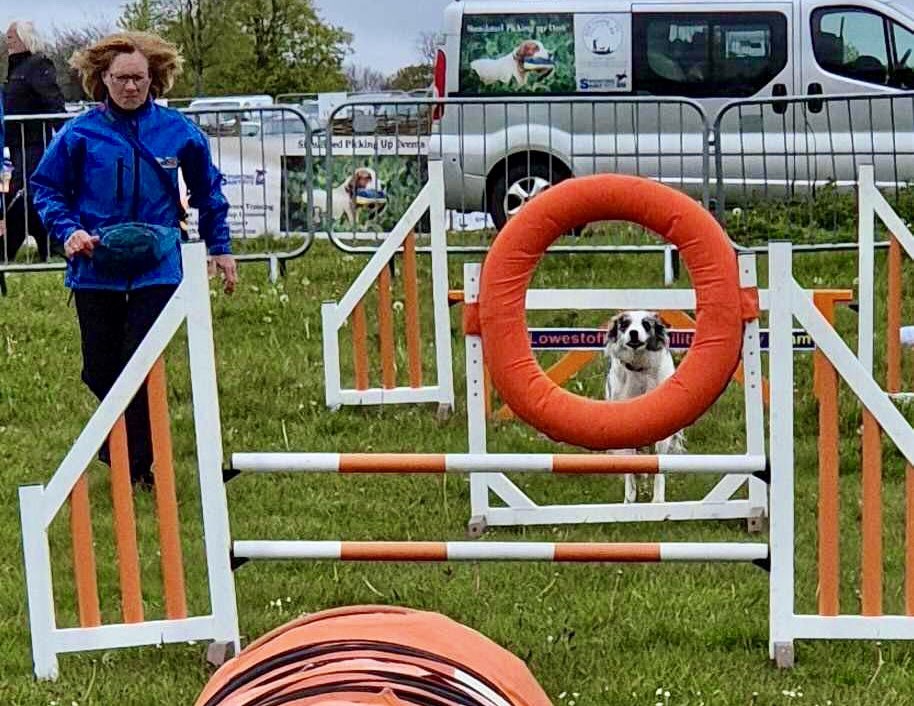 dogagilityteam's tweet photo. A few photos from day 1 @EAGandCFair ⭐️🐾🐾❤️ https://t.co/OFg8j3beLm