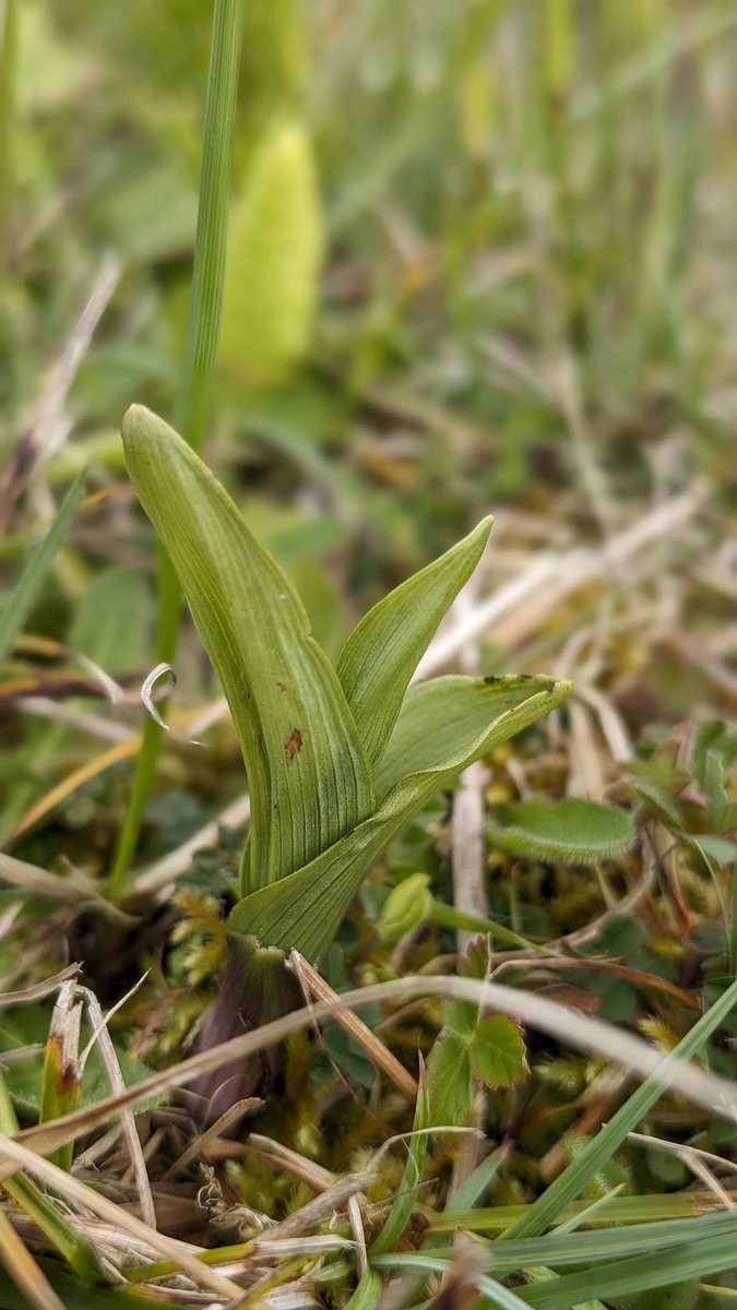 Greater Butterfly-orchids (Platanthera chlorantha) soon to flower on Goat Island, Dorset & Marsh Helleborines (Epipactis palustris) poking through on the cliff slump below 😀 @ukorchids