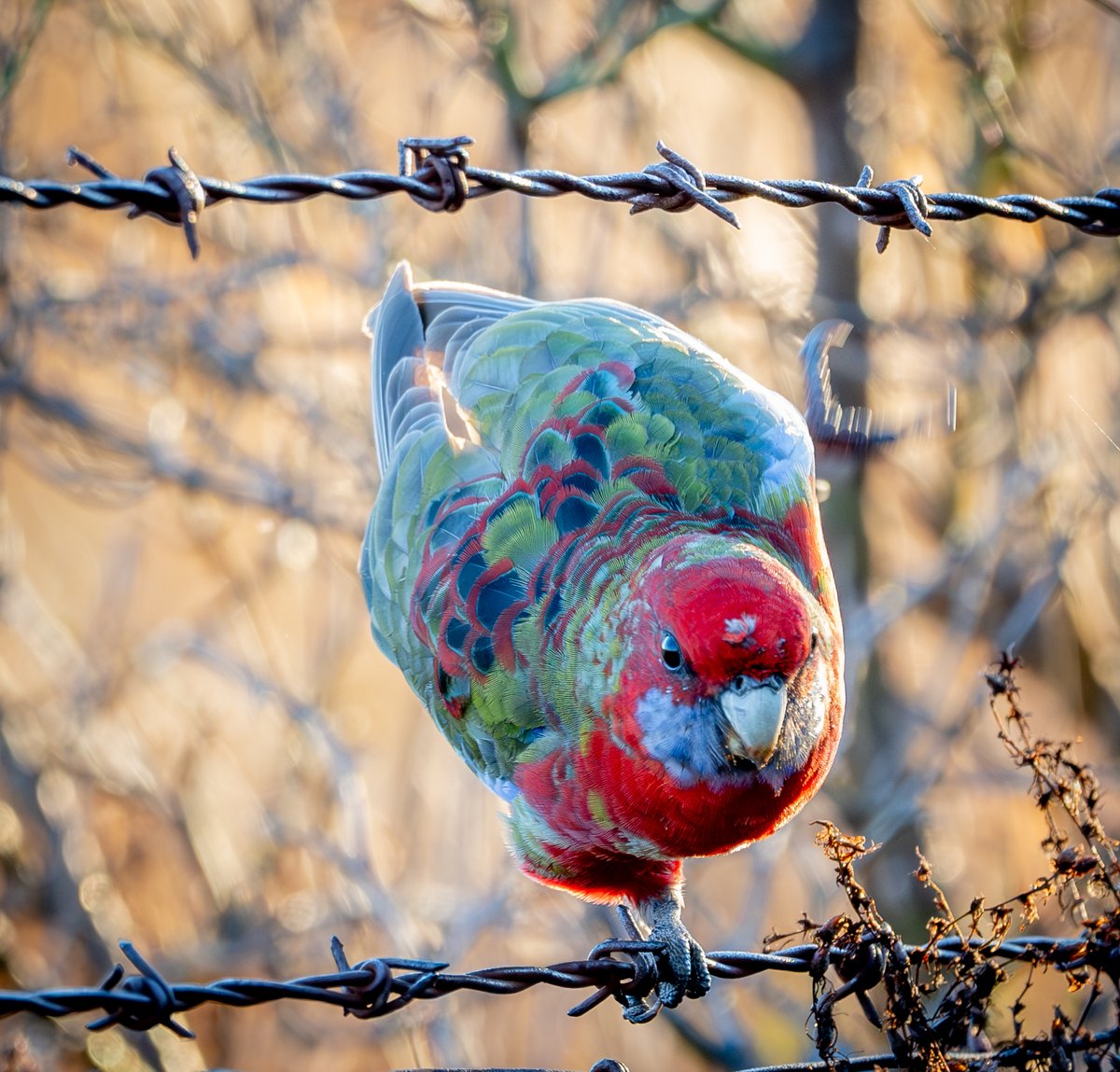 Crimson rosella - Cooleman Ridge