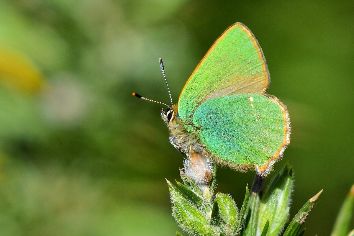 A really enjoyable 15 mile wander yesterday in glorious sunshine with lots of amazing wildlife and nature finds but my highlight was my first Green Hairstreaks of the year. What a joy when they finally land and the sun hits that underwing 😍😍😍💚💚💚 Isle of Bute #ilovebute