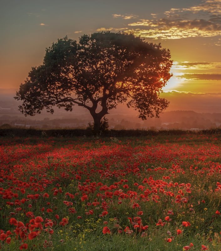 In fields where Poppies dance & sway, Beneath the gentle evening's play, Each petal red a fiery blaze, Their faces turn to catch sun rays, The poppies stand a crimson sea, A sunset's song, a reverie. #LeafsForever #vss365 #Tornado #أم_فهد #nature #photo #WriterCommunity #sky