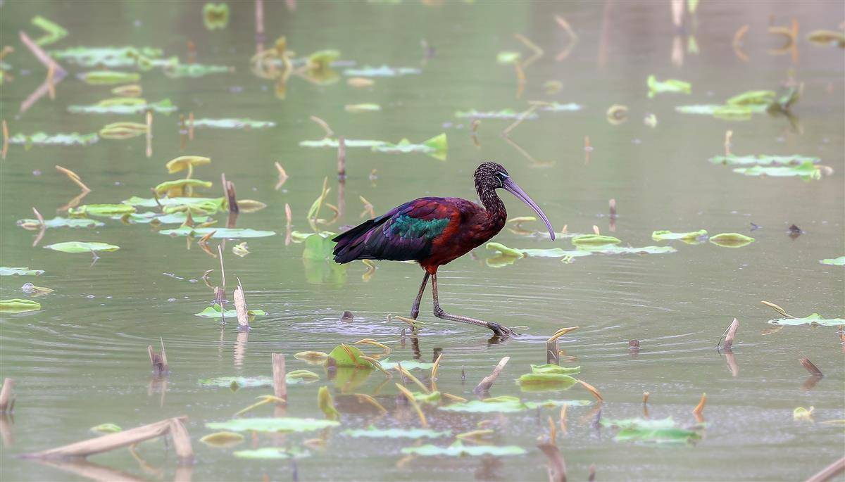 How beautiful the feathers of the glossy ibis are 🪶😍
Four glossy ibises were found foraging at Liangzi Lake in Ezhou, Hubei. They are probably migratory birds which briefly stop at Liangzi Lake during migration, waiting to replenish their strength before migrating again.
The…