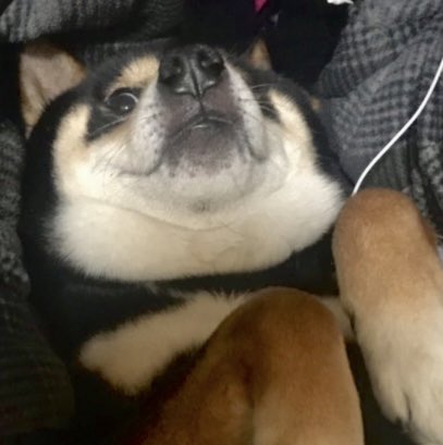 potechicoco's tweet photo. #愛犬ブサ顔選手権
黒柴 https://t.co/Ax6UuJz5FO