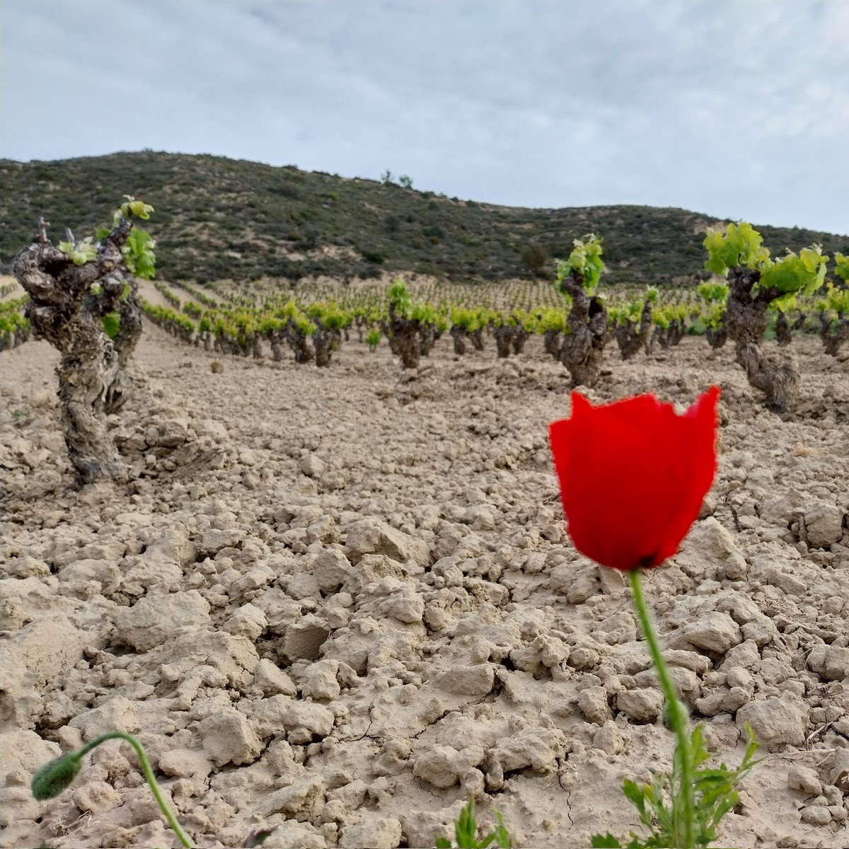 Feliz día de San Prudencio, Patrón de Álava.

#rioja
#riojawine
#riojaalavesa
#vinodemunicipio
#AUNECIDO
#maceracioncarbonica
#RABICANDIL
#produccionintegrada
#enaumentodelajusticiacontramalhechores