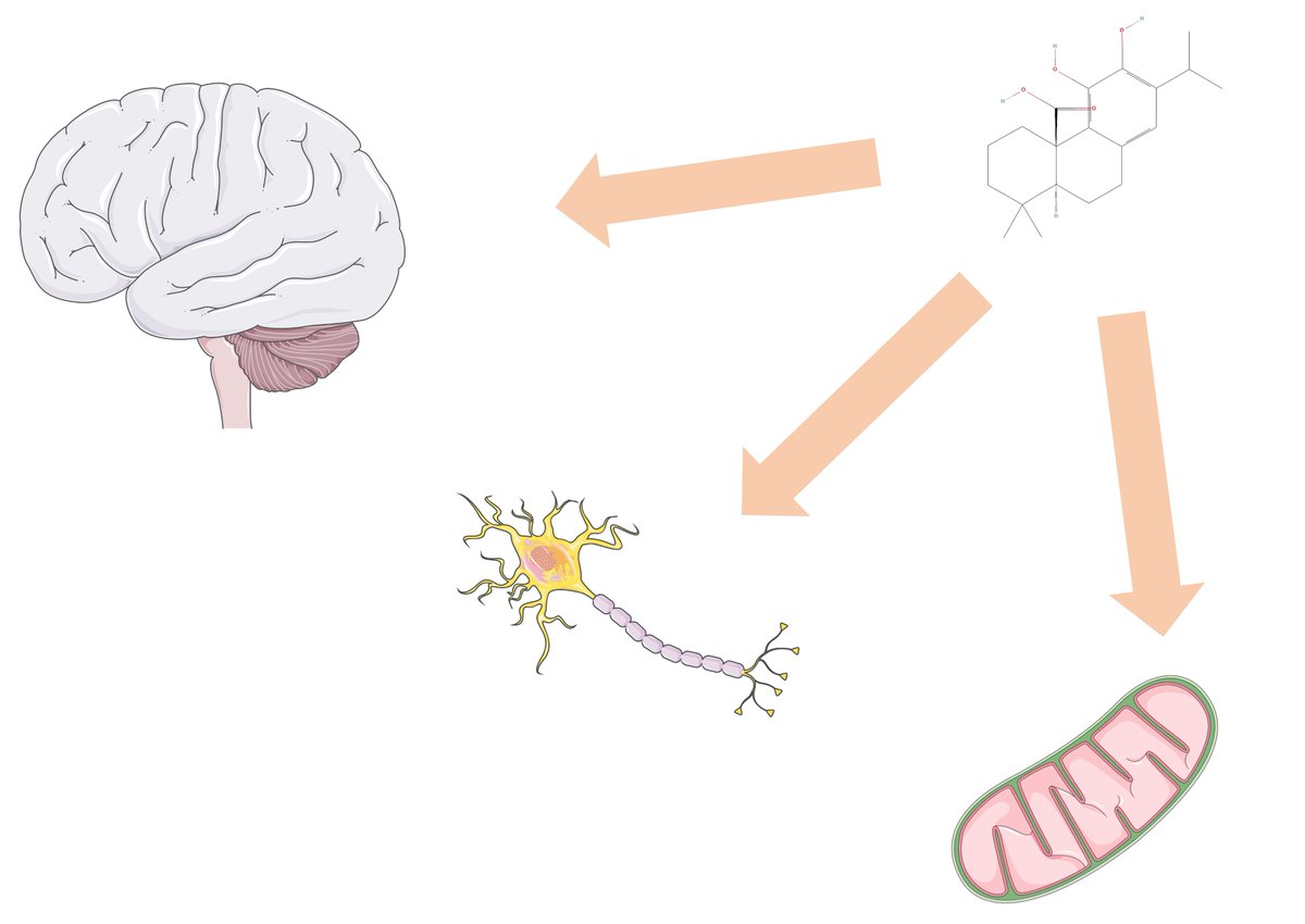 Sharing from the weekend! Yes, I'm actually working today! 🤳 Anyway, today's article is here👉Brain Mitochondria as a Therapeutic Target for Carnosic Acid 🔌 doi.org/10.31083/j.jin… 🚀​Journal of Integrative Neuroscience #brain #mitochondria #neurons #neuroscience