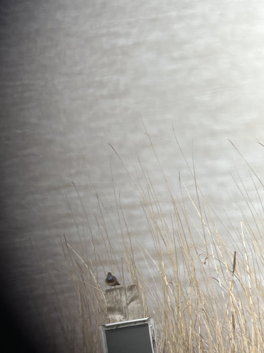 It might be the 4th year the Bluethroat has been present. But it’s the first time I got to see it.  From shepherds hut 12:20 #glosbirds