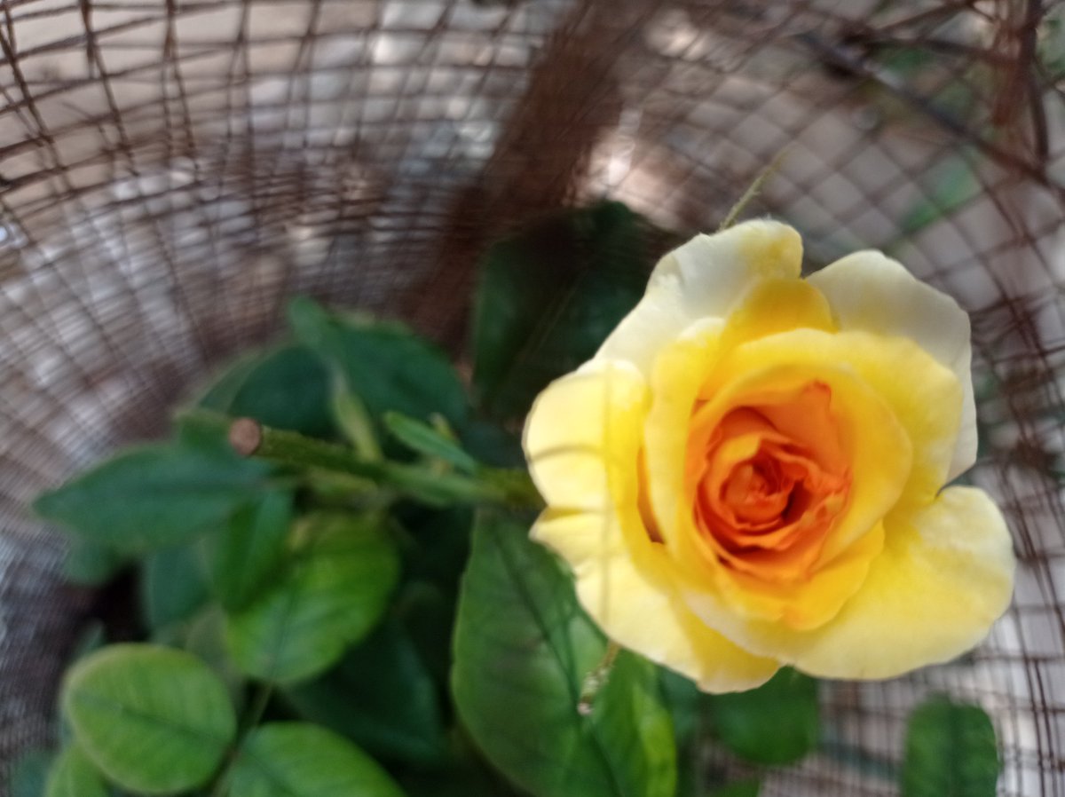 No matter what, a new yellow rose every day blooms here. We see hope in you. We need you to stand with us. Love and hope from Gaza♥️