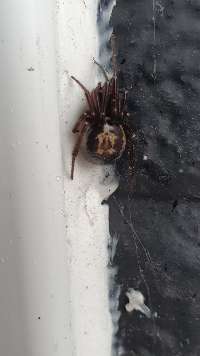 False Black Widow sheltering from the rain on my front door frame