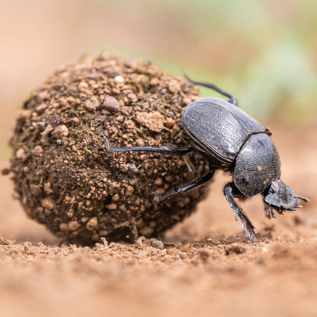 🪲DUNG BEETLE VIBES 💚
The African #DungBeetle is one of the strongest creatures on Earth, capable of moving objects over 1,000 times its own body weight!

They have an incredible sense of smell, allowing them to detect dung from miles away, which they use for food & reproduction