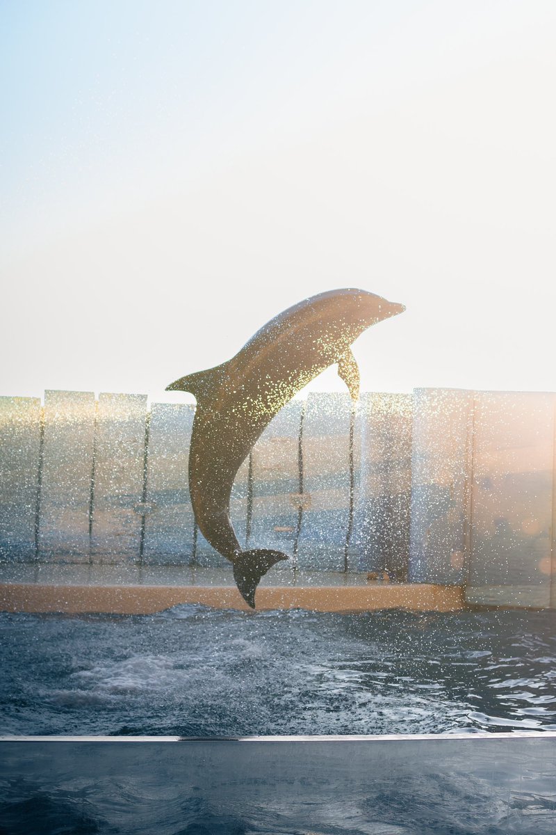 光り輝くイルカを見た

#新江ノ島水族館 
#eosr6mark2