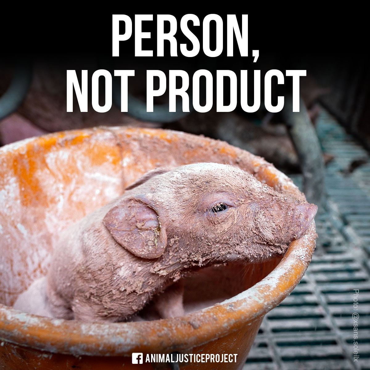 Animals are persons, not products! They are subjects of their own life. The laws that label them as property only serve humans who profit from exploiting and violating their rights!

animaljusticeproject.com
#AnimalRights #NonHumanPerson #AnimalSentience #Vegan #AnimalLover