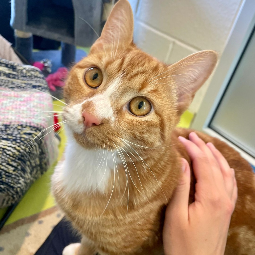 Forget Taco Tuesday, every days a Taco day🌮 Find out more about Taco in the link below... cotswoldsdogsandcatshome.org.uk/animals/taco/ #CotsDogsCats #GingerCat #Gloucestershire