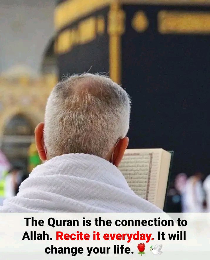 The Quran is the Book of 𝗔𝗟𝗟𝗔𝗛 ﷻ. 
The Quran is the connection to 𝗔𝗟𝗟𝗔𝗛 ﷻ. 
Recite it everyday. It will change your life.🌹❤️💖 🕊️