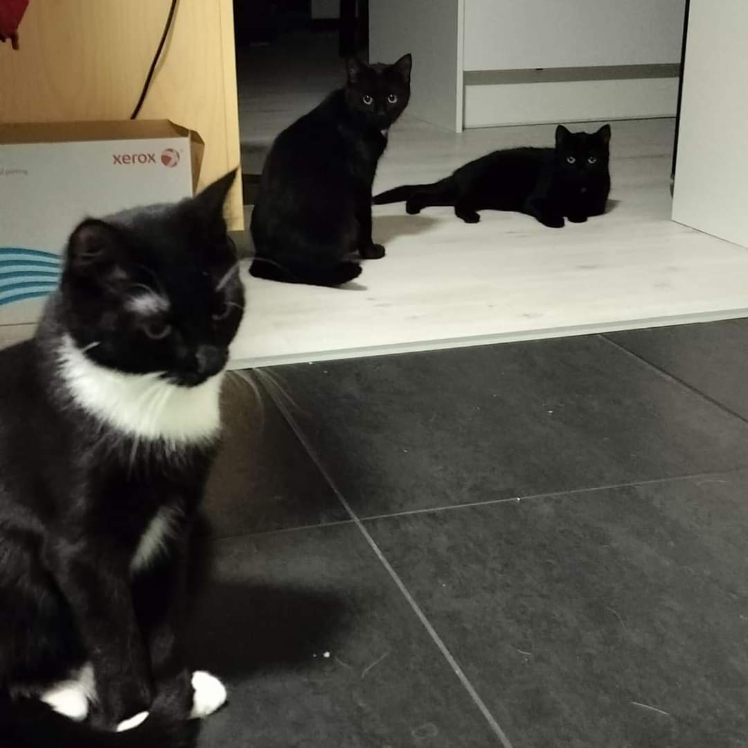 1v. Pimpula, Pampula ja Pompula etsivät kotia . Kainuun kissanystävät .