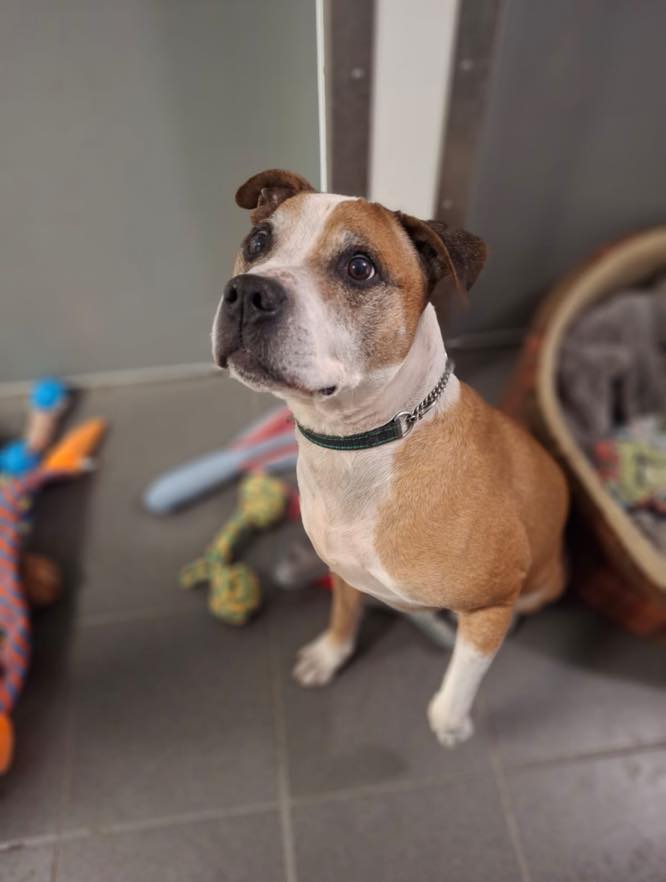 Urgent, please retweet to help Max find a home #LIVERPOOL #UK 🔷AVAILABLE FOR ADOPTION, REGISTERED BRITISH CHARITY🔷 Max is stressed in kennels 💔💔💔 Our golden oldie max needs a home 💜 Max is a 9 year old Staffie cross, he is a happy friendly boy and is real foodie and enjoys…