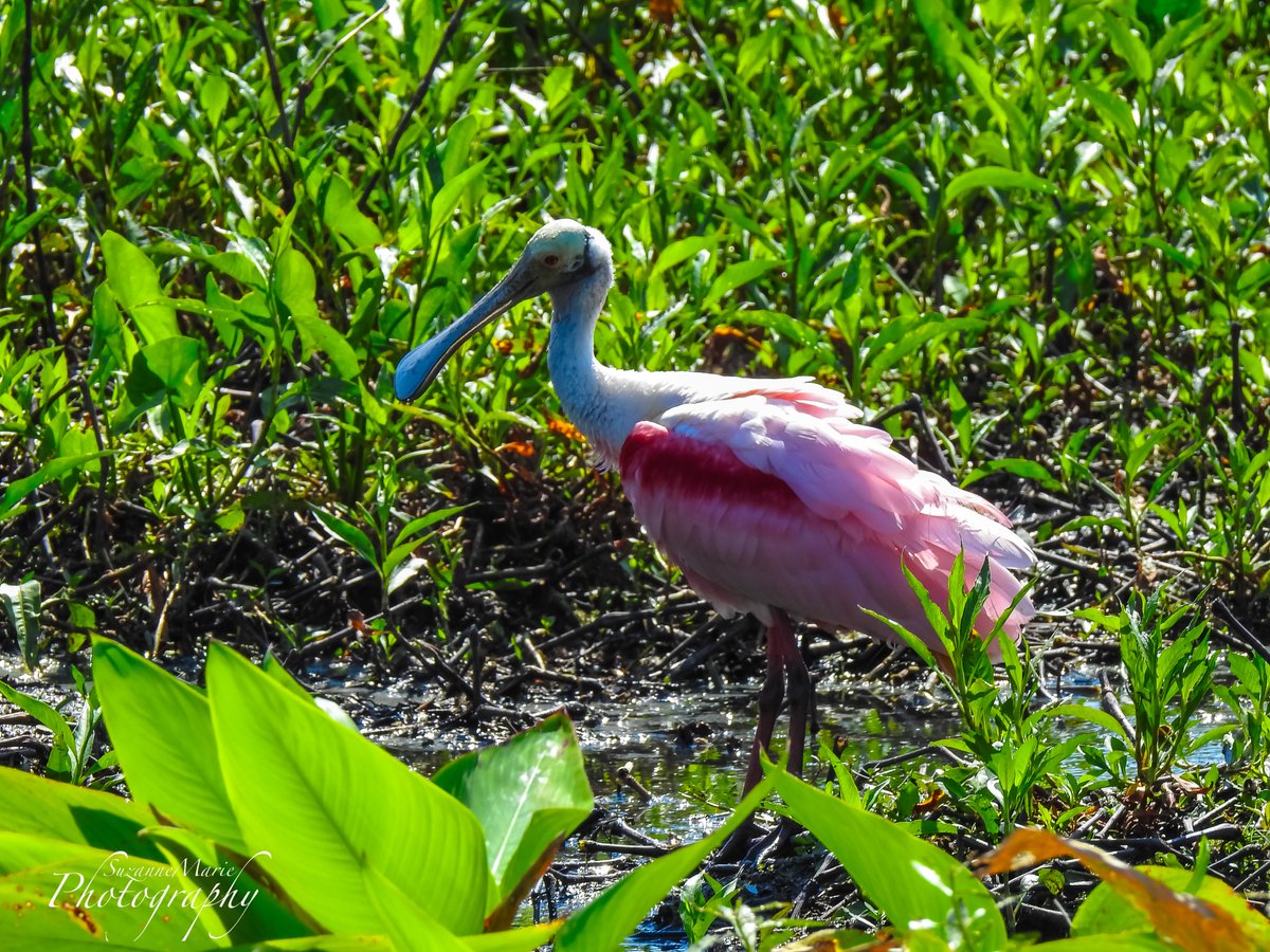 Roseate Spoonbill

#wildlife #birdphotography #wildlifephotography #photography #naturelovers #photooftheday #photographer #florida #plantcity #tampa #wildlifephotographer #naturephotography #animalphotography #wildlifephoto #wildlifeplanet #circlebbarreserve