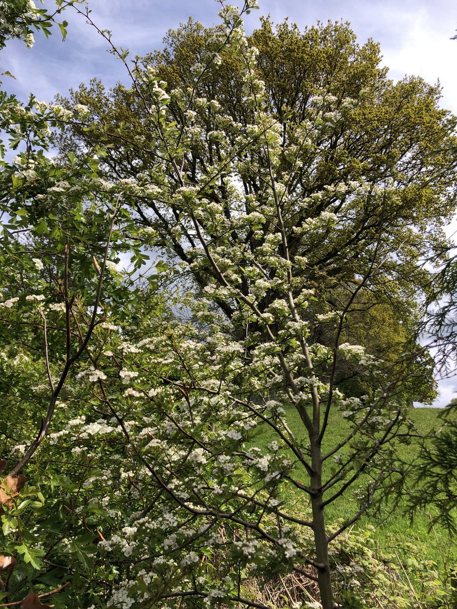 Hawthorn blossom in full bloom - in Wales, farmers say winter weather goes only when the hawthorn blossom disappears, It looks like this cold April will continue into May.
#coldweather