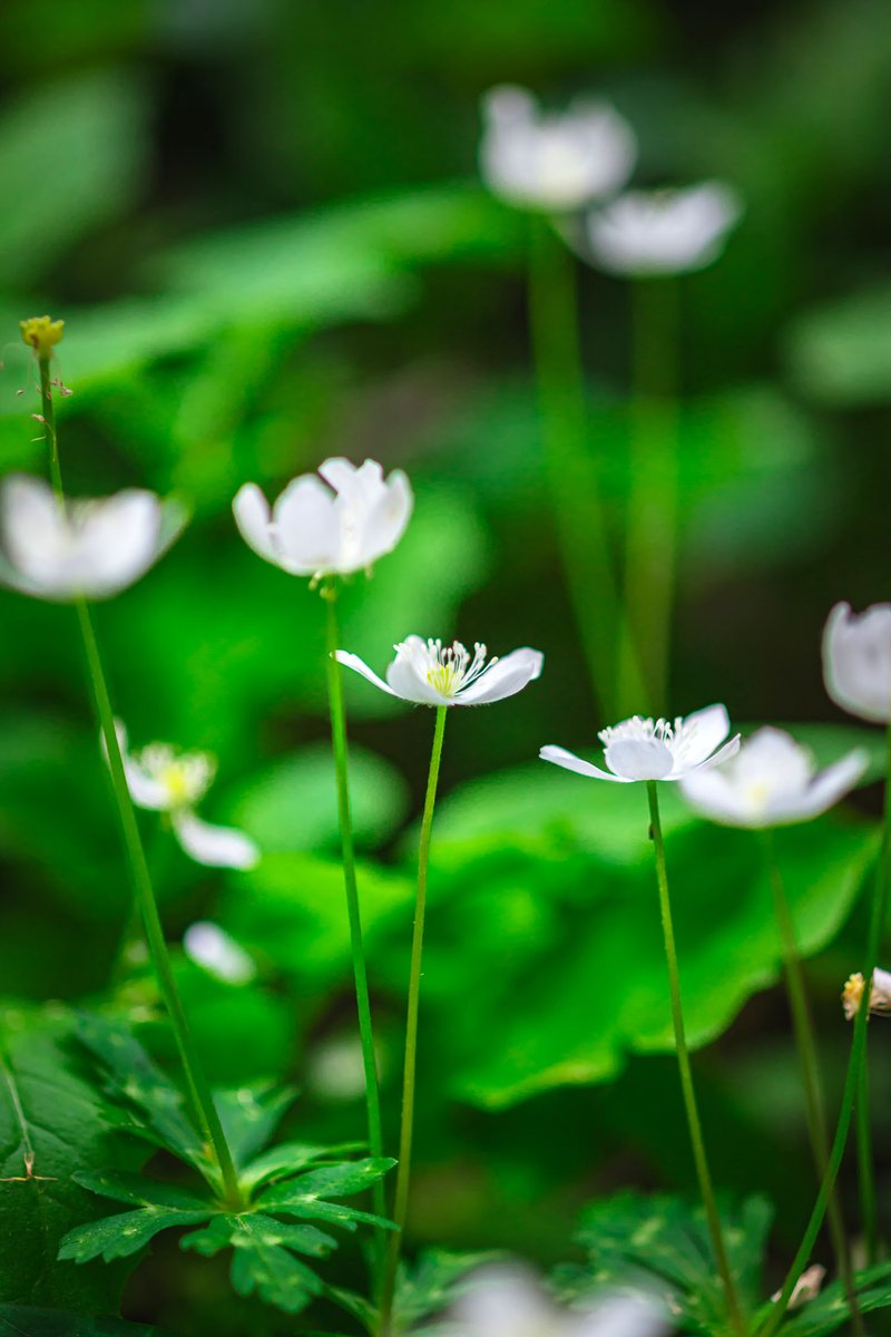 ニリンソウは独特の可愛さがありますね
生まれながらにして許嫁とは

#photography #photo