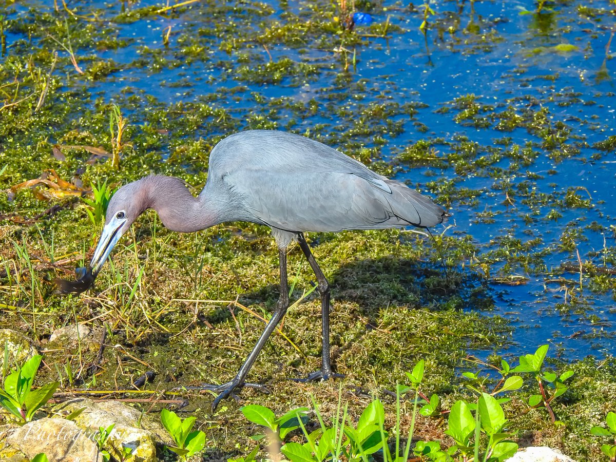 Little Blue Heron with a Fish

#wildlife #birdphotography #wildlifephotography #photography #naturelovers #photooftheday #photographer #florida #plantcity #tampa #wildlifephotographer #naturephotography #animalphotography #wildlifephoto #wildlifeplanet #circlebbarreserve