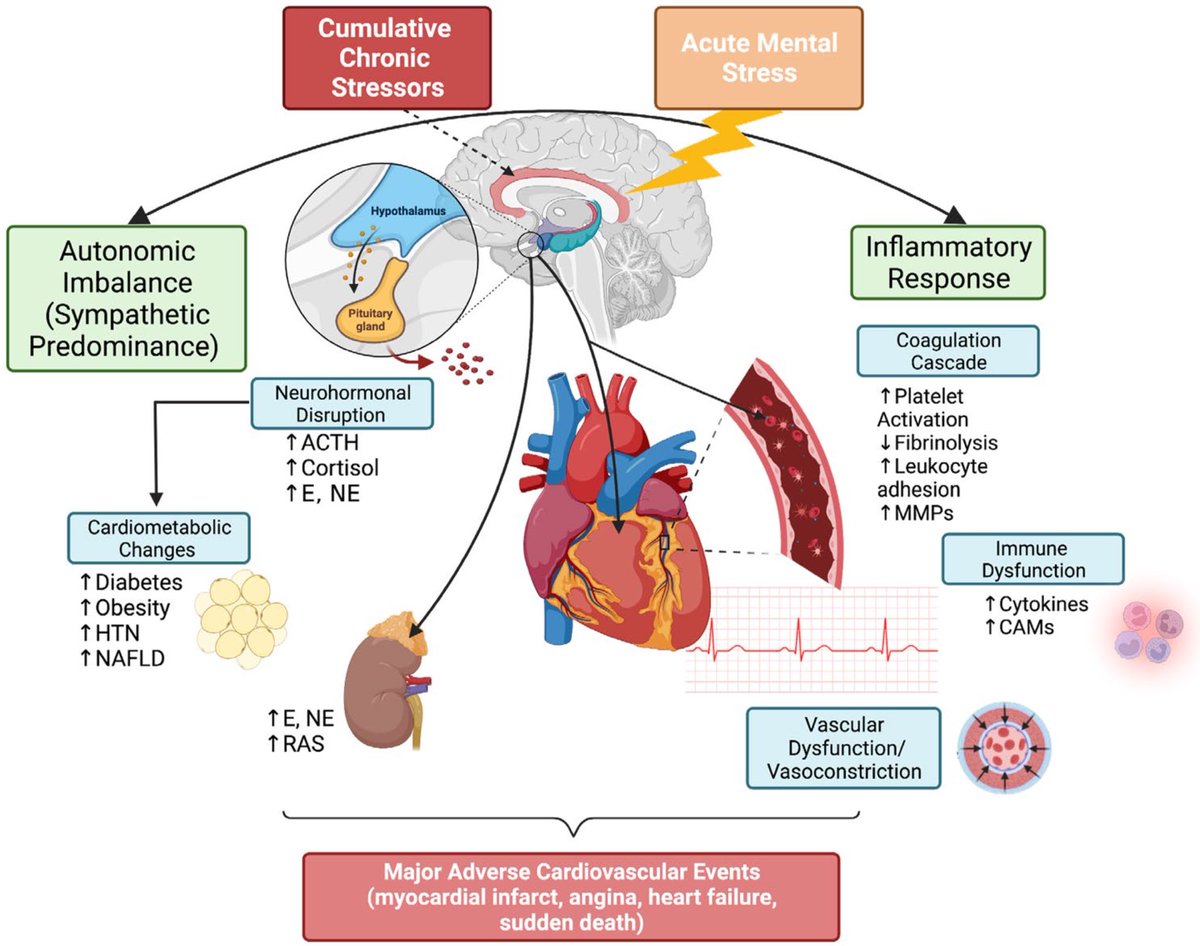 How chronic and acute stress affects cardiovascular physiology🫀 link.springer.com/article/10.100…