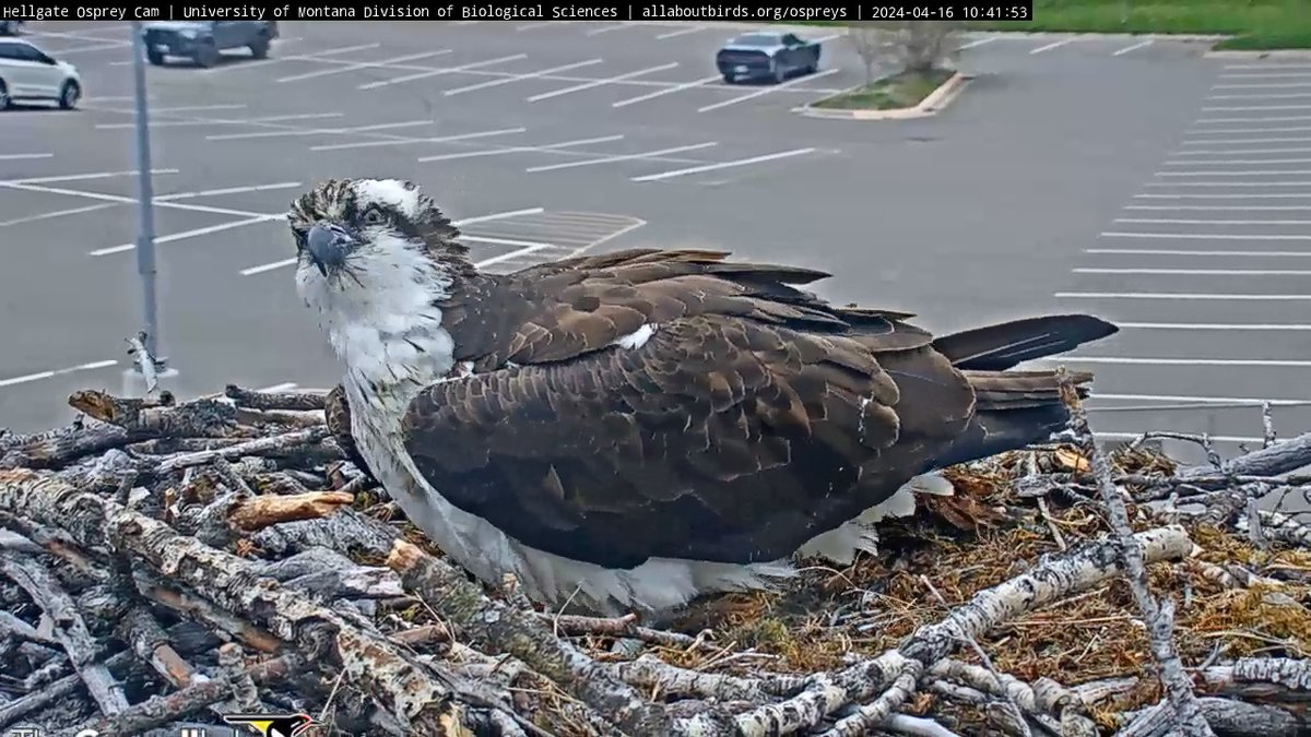 4/28 Good Morning, #CHOWS!  The world is full of things to see. Look up, around, and down. Find something new today. Have a beautiful Sunday. 
#BeAnIris
#HellgateOsprey