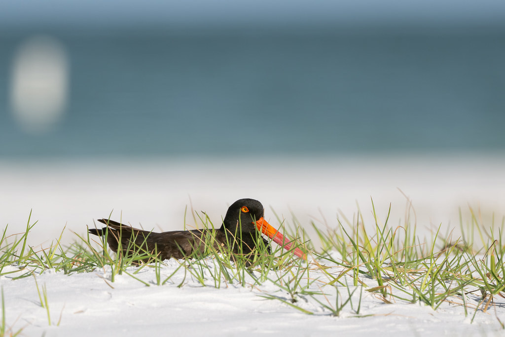 New photo: How I Do Is Nothing Great | This American Oystercatcher is trying to hide as best as he can in the scrape. | flic.kr/p/2pMNoMq