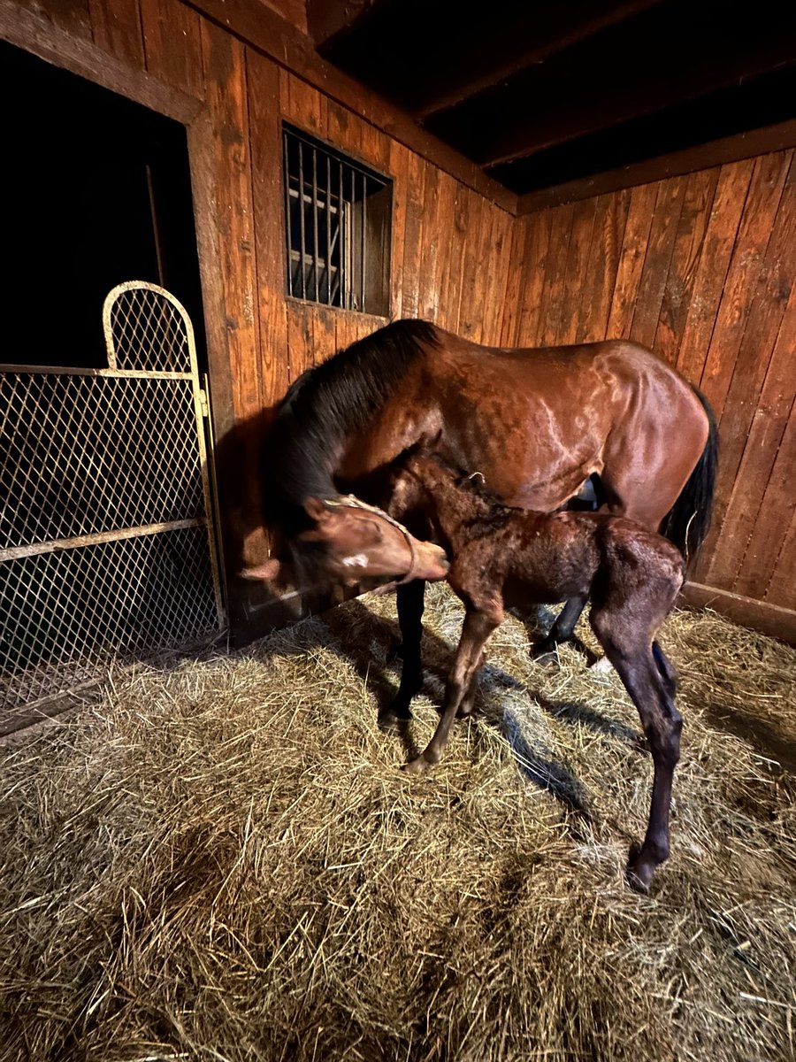 It’s been a busy week at Pine Branch Farm!! 12 foals in the last week. We’ve had a Yaupon, Game Winner, Golden Pal, Cyberknife (x2), Jack Christopher, Mandaloun, Rock Your World, Dialed In, Classic Empire, Greatest Honor and an Improbable!