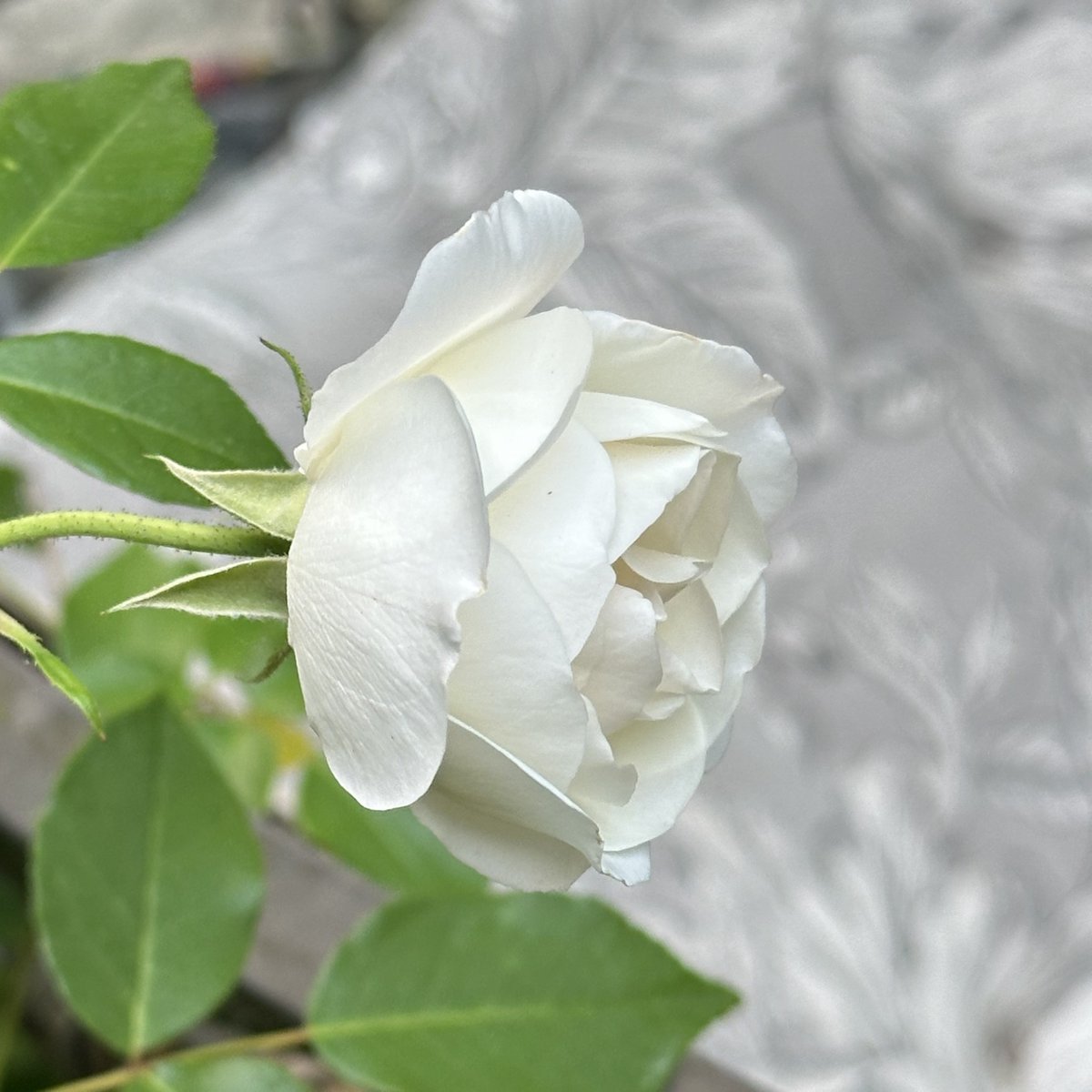 Today's Bloom: White Rose 🤍🦢 #FlowerGardening