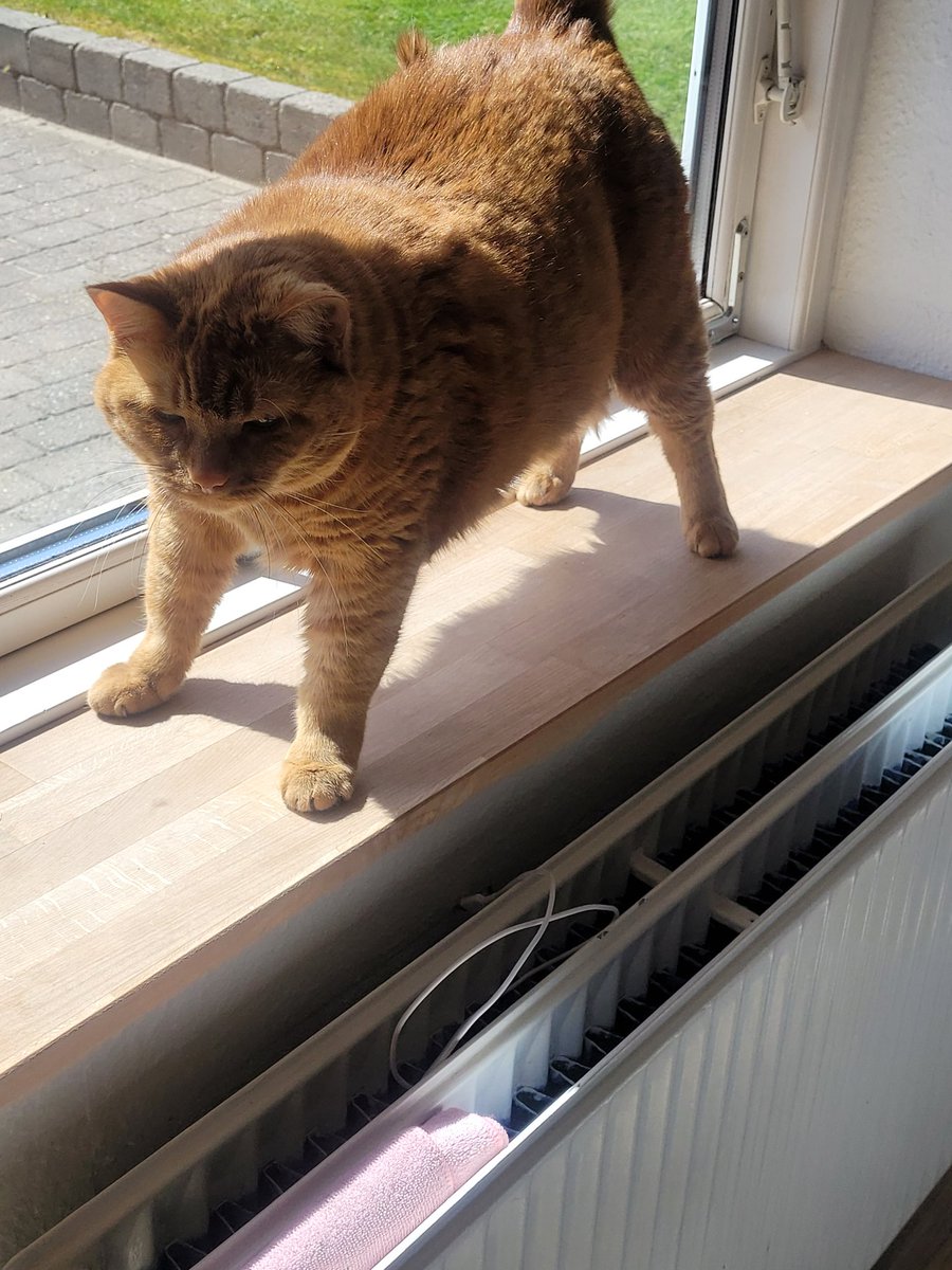 caille Gingür 💥 tweet media