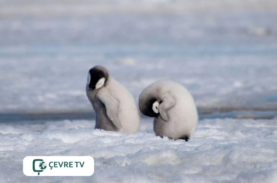 🦭 Ozon deliğinin penguen ve foklara verdiği ciddi bir zarar daha saptandı #Antarktika'daki #ozon deliğinin, yavru penguen ve fokların güneş yanığı ve cilt kanserinden muzdarip olma riskini artırdığı bulundu. linkedin.com/posts/cevre-tv… #ÇevreTV #TürkiyeninİlkveTekÇevreKanalı